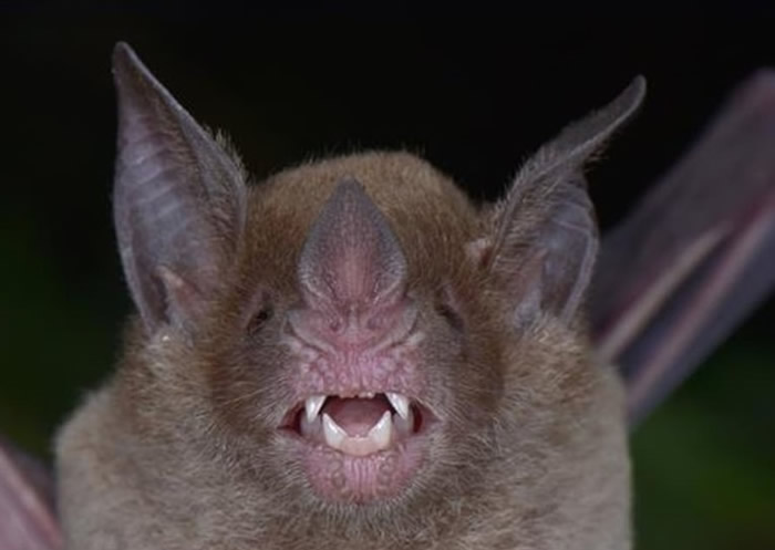 白面蝙蝠曾被认定为灭绝物种。