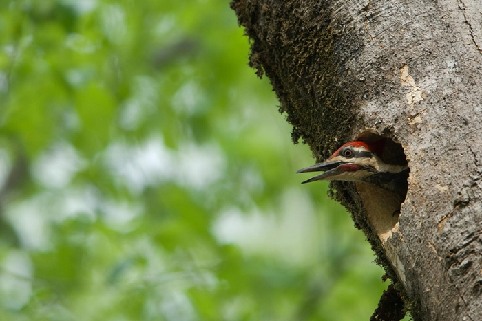 至少有20个物种会将北美黑啄木（pileated woodpecker）的鸟巢做为己用，使这种鸟成为牠们生态系统里的基石种。 PHOTOGRAPH BY JOE