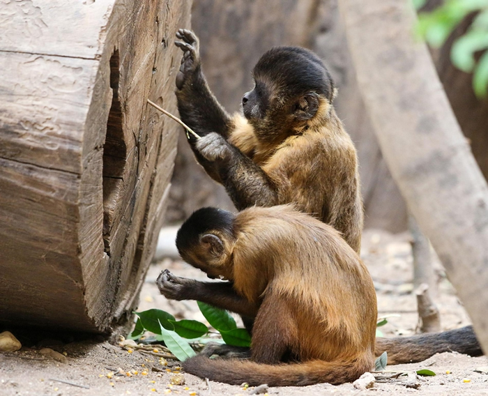 科学家的研究报告指出，巴西卡皮瓦拉山（Serra da Capivara）的野生卷尾猴自制石头工具的历史已至少有3000年，而它们的技巧也随着时间改变。 PHO