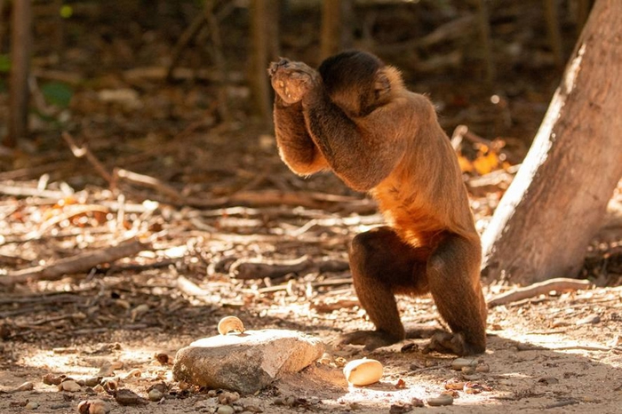 为了敲开腰果，卷尾猴会用直径约2.5公分到人类拳头大小不等的圆石当工具。 做这件事时，牠们会运用整个身体，有点像人类的棒球投手那样。 PHOTOGRAPH BY