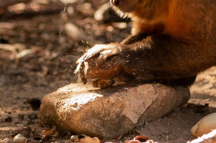 卷尾猴会利用直径约20公分的石头、或是腰果树的树根当「砧板」垫在下面敲腰果。 PHOTOGRAPH BY TIAGO FALóTICO