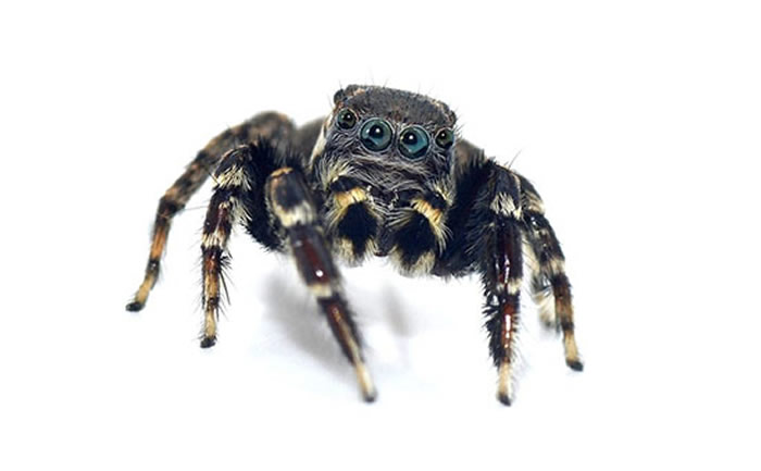 澳大利亚新蜘蛛“Jotus karllagerfeldi”纪念“老佛爷”卡尔·拉格斐（Karl Lagerfeld）