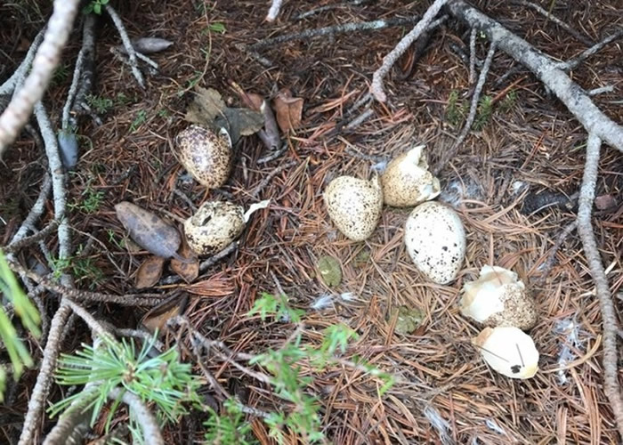 估计是已孵化的雷鸟蛋壳。