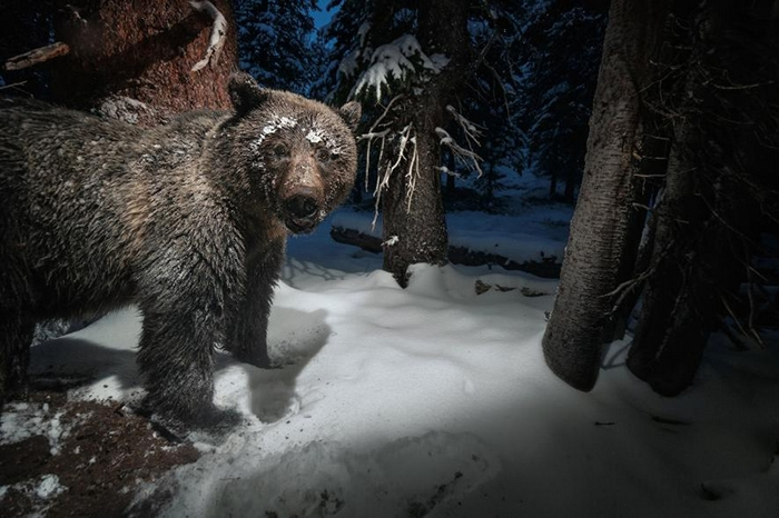 在黄石国家公园（Yellowstone National Park）附近的一台相机陷阱，捕捉到一头灰熊从松鼠的食物贮藏处偷走美国白皮松松子。 坚果是杂食性熊的重