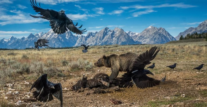 一只灰熊抵挡前来抢食野牛尸体的渡鸦。 PHOTOGRAPHY BY CHARLIE HAMILTON JAMES, NAT GEO IMAGE COLLECTI