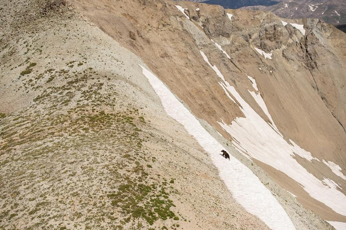 在怀俄明州，一只灰熊沿着岩屑坡往上爬。 高山上的碎石坡是熊寻找行军夜蛾的好地方，牠们大量食用行军切夜蛾。 PHOTOGRAPH BY JOE RIIS, NAT
