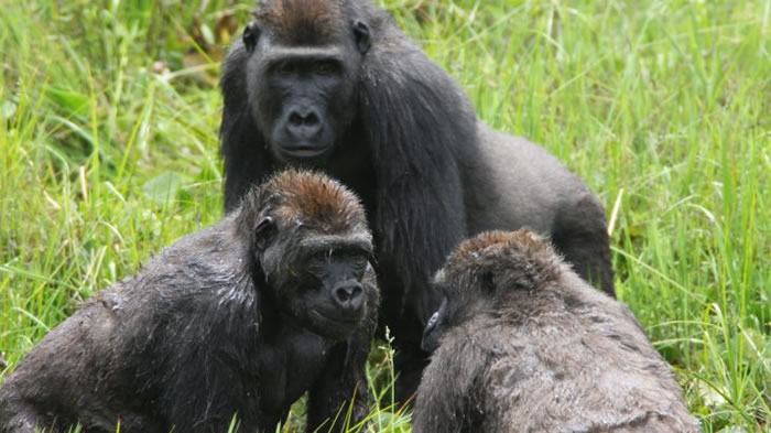 新研究指西部低地大猩猩会组成家庭 超爱开派对