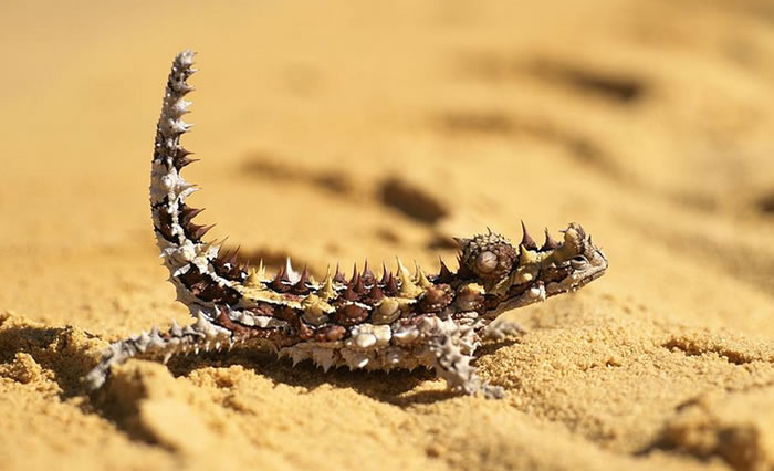 世界上最丑的动物“澳洲魔蜥”一天会吃掉上千只蚂蚁