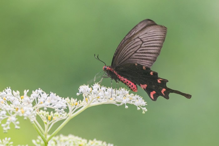 非常罕见的蝴蝶品种麝凤蝶首现凤园蝴蝶保育区。(凤园蝴蝶保育区提供)