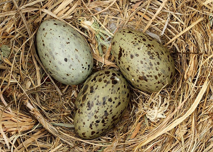 鸟蛋内的胚胎可以接收到警告讯号并与鸟巢内的兄弟姊妹分享 等到环境变得安全再破壳以出