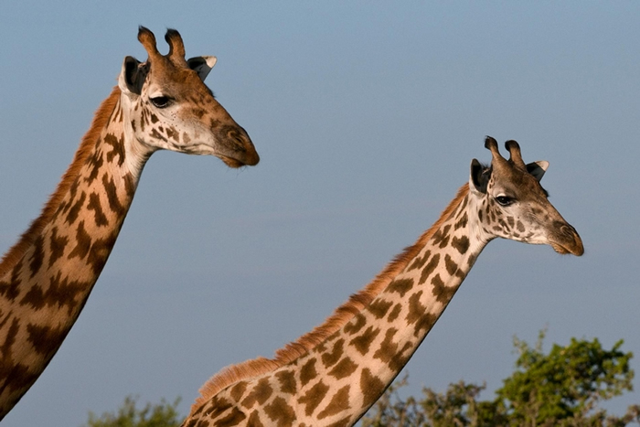 如今野外剩下3万5000头马赛长颈鹿。 牠们的数量在过去30年内已减少将近50%。 PHOTOGRAPH BY SERGIO PITAMITZ, NAT GEO