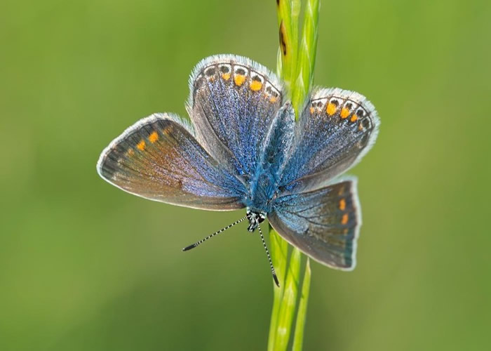 有雌蝶身上只带有微弱蓝色。