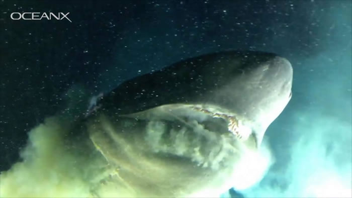 美国小型潜艇在巴哈马海域深海巧遇1.8亿年前史前巨鲨——钝鼻六鳃鲨