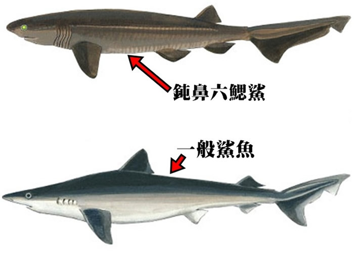 巨鲨比一般鲨鱼的腮缝多。