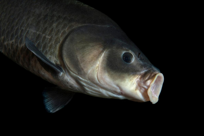 这条小鲤牛胭脂鱼（Ictiobus cyprinellus）摄于达科他州的加文斯角国家鱼类孵化场暨水族馆（Fish Hatchery and Aquarium）