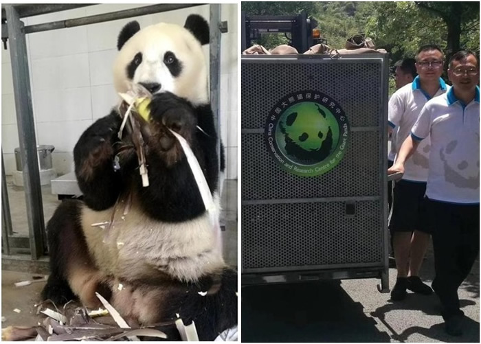 大熊猫白云（右）与儿子早前一同被送回中国。
