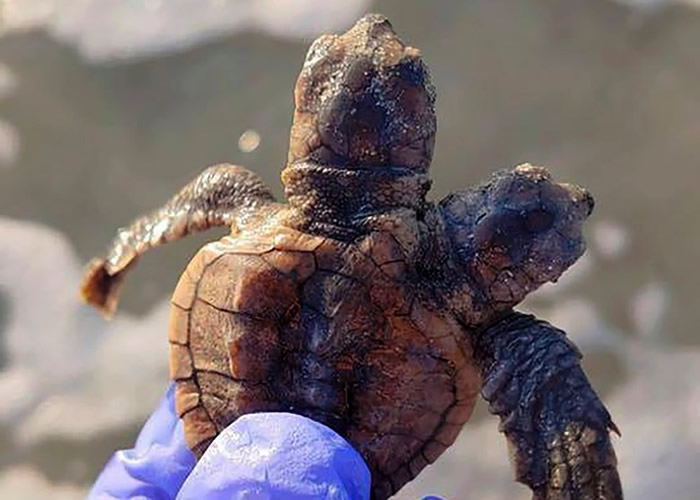 美国南卡罗莱纳州希尔顿黑德岛发现刚孵化出生的双头蠵龟 疑基因突变所致