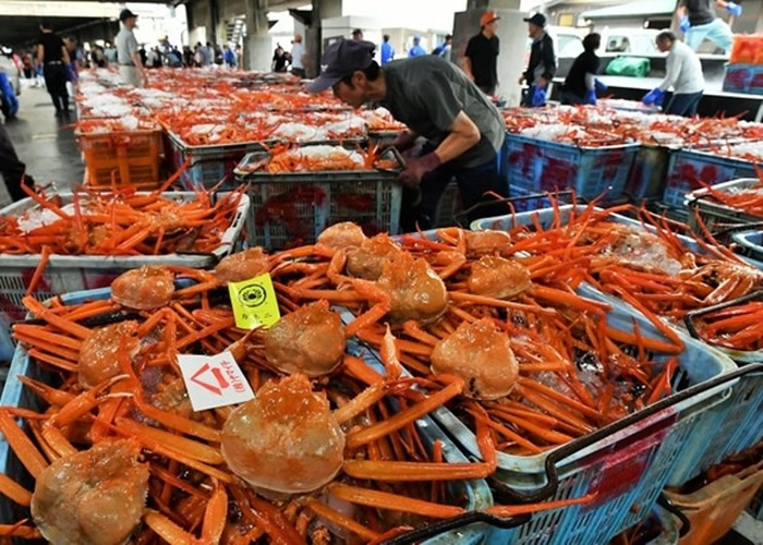 日本兵库县香美町的香住渔港举行红楚蟹投标会 创出史上最高价