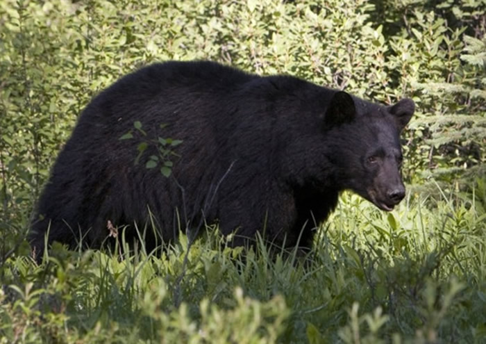 美国62岁老妇在加拿大安大略省一座小岛上遭黑熊袭击后身亡