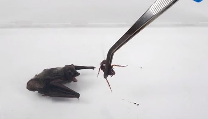 网红“好奇五先生”测试将蝙蝠和蟑螂放在一起观察它们的反应 结局出乎意料