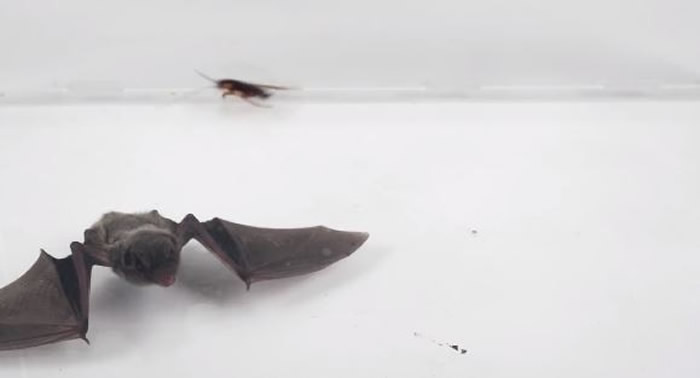 网红“好奇五先生”测试将蝙蝠和蟑螂放在一起观察它们的反应 结局出乎意料