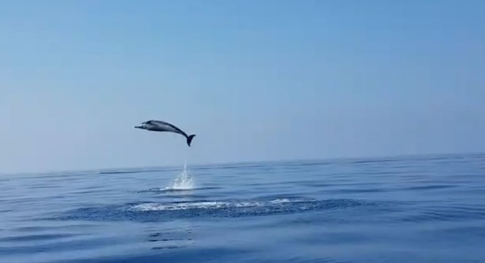 海豚宝宝被渔网缠住获意大利渔民解救 海豚妈妈不停地在海面翻滚跳跃表达谢意