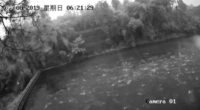 四川地震：内江市资中县陈家镇鱼塘监控拍到地震前20分钟数百条鱼同时跳出水面