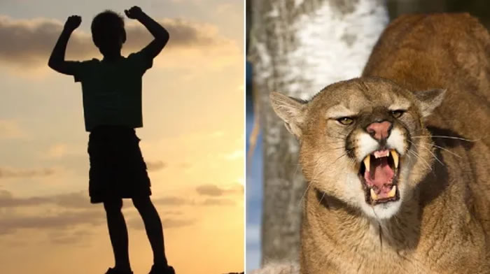 美国科罗拉多州8岁男童被美洲狮咬头拖走 捡树枝戳大猫眼睛逃过一劫