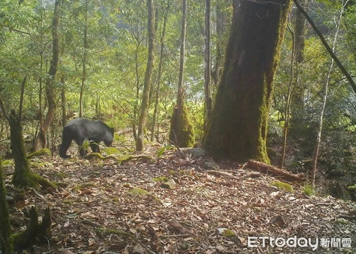 近年台湾东部及玉山园区常可见到台湾黑熊的踪迹。（图／玉管处提供）