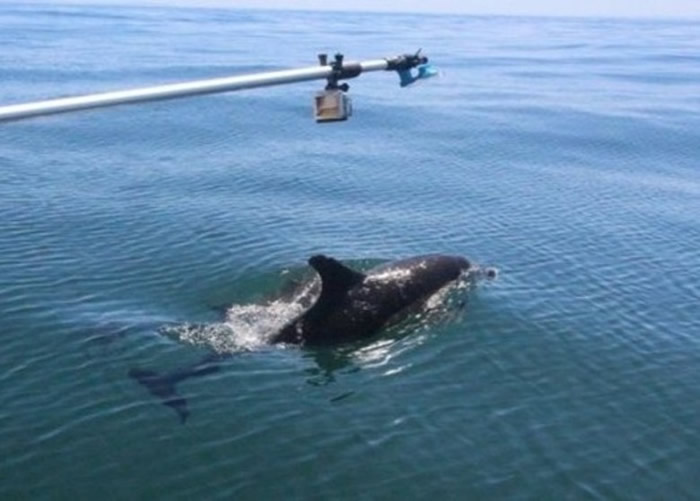 科学家以杆子和小吸盘收集海豚的喷气。
