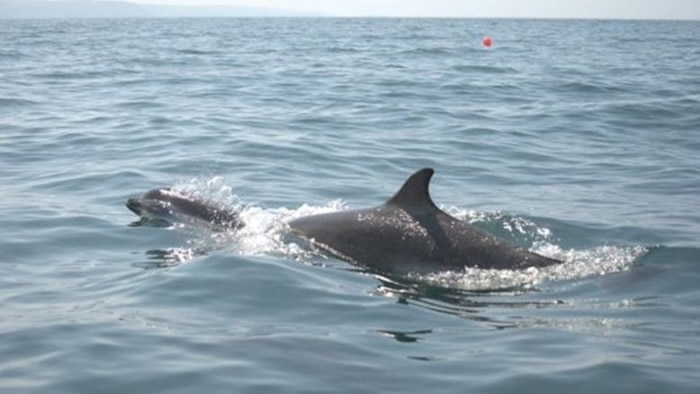 研究团队在样本中发现雌性短吻海豚的DNA。