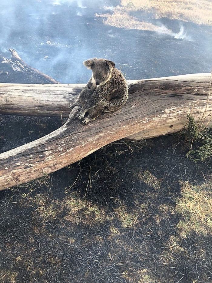 澳洲无尾熊妈妈肉身挡野火保护孩子