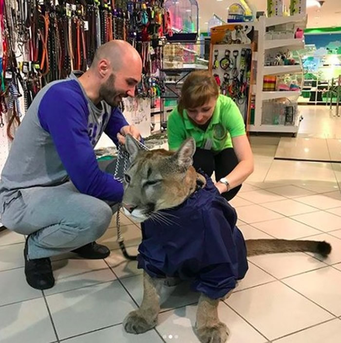 俄罗斯宠物店惊见美洲狮淡定试衣