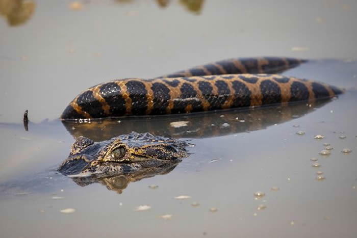 美国野生动物摄影师在巴西潘特纳尔湿地拍到蟒蛇大战鳄鱼的惊人画面