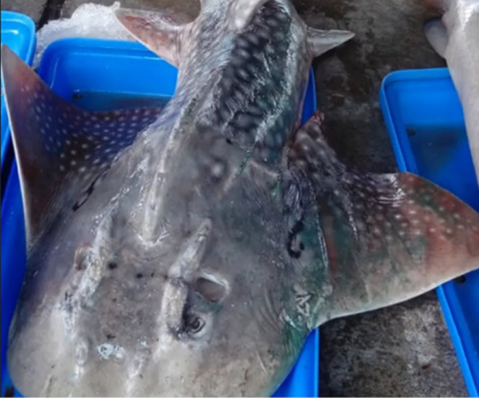 台东新港渔民捕获罕见底栖鲨鱼“波口鲎头鱝”