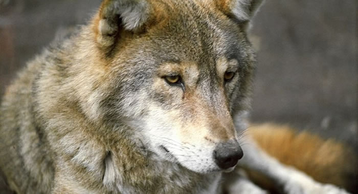 克里米亚的辛菲罗波尔地区记录到狼袭击人的事件