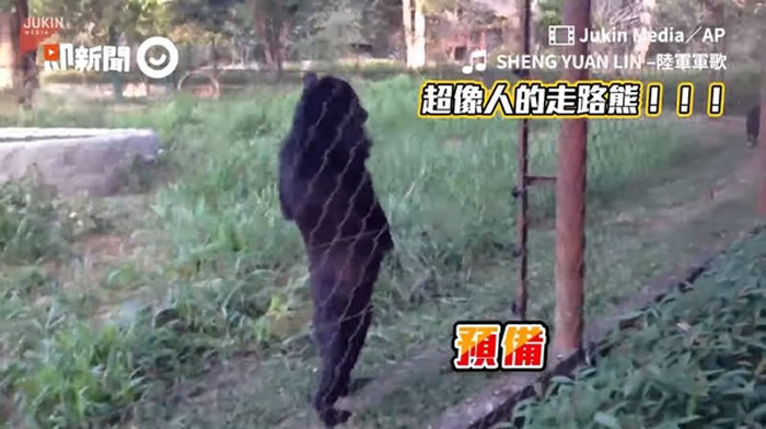 老挝动物园惊现大脚怪野人？原来是只黑熊昂首挺胸直立行走