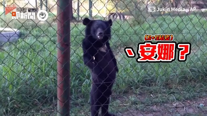 老挝动物园惊现大脚怪野人？原来是只黑熊昂首挺胸直立行走