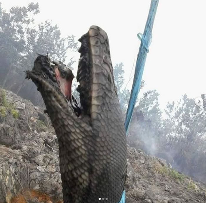 印尼婆罗洲岛加里曼丹森林大火不断 巨蟒被烧成恐怖焦尸
