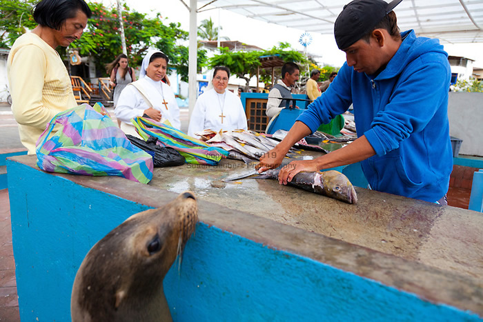 厄瓜多尔科隆群岛阿约拉港鱼市场的动物“小偷”