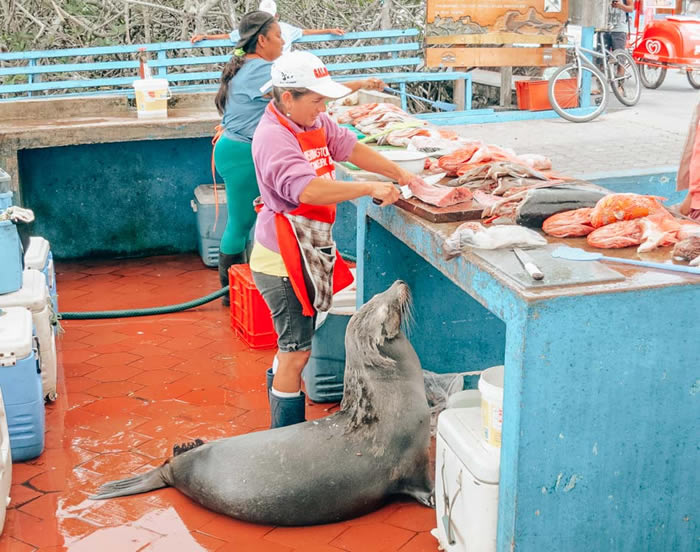 厄瓜多尔科隆群岛阿约拉港鱼市场的动物“小偷”