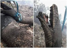 印尼加里曼丹及廖内省爆发大火 林间巨型蟒蛇惨被烧至全身焦黑