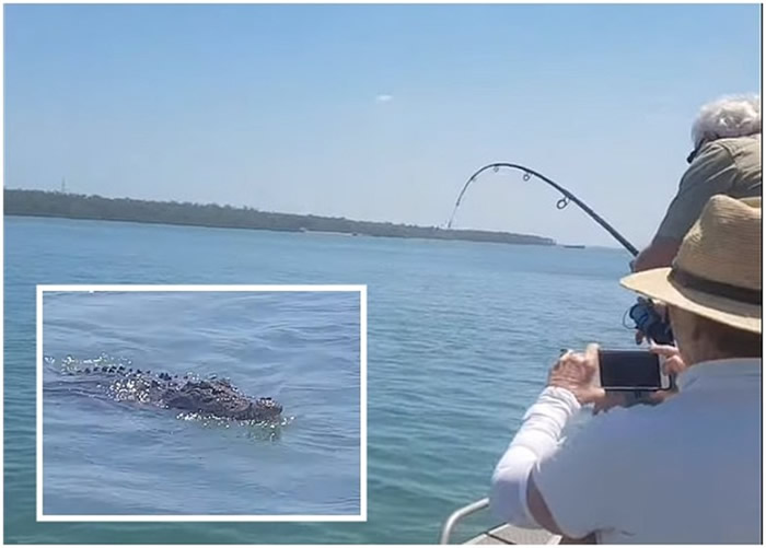 澳洲昆士兰男子出海垂钓鱼竿被拉至弯曲狂喜 谁知上来的是鳄鱼