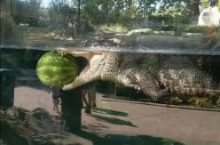美国印第安纳州动物饲育员分享影片：鳄鱼咬着西瓜缓缓漂过水面