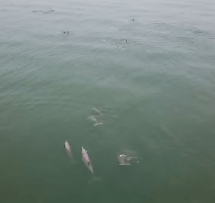 马来西亚槟城巴都丁宜海滩外近百只海豚跳跃 目击者用航拍机拍下难得景象