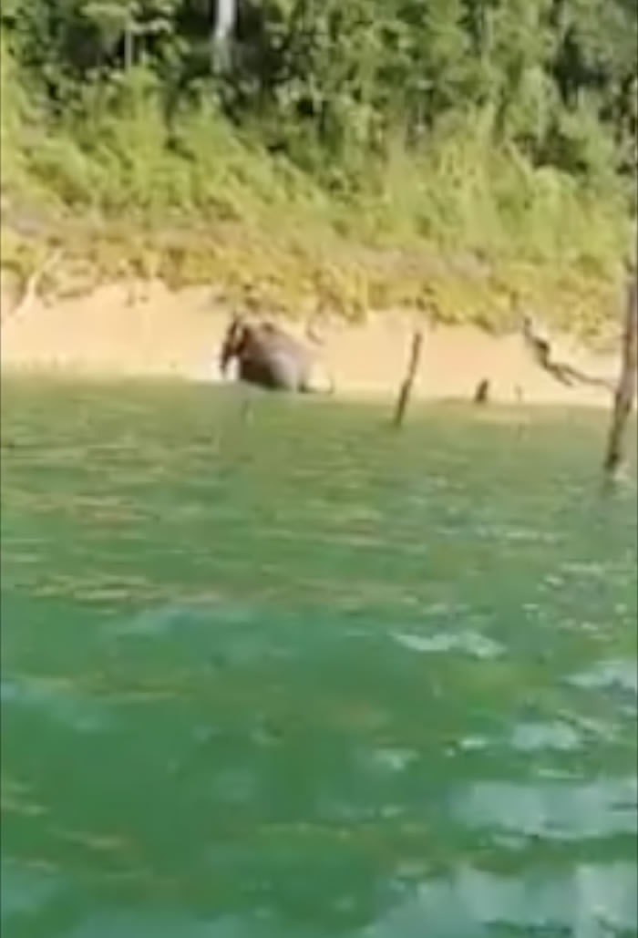 马来西亚登嘉楼州的肯逸湖出现水怪？原来是大象游泳