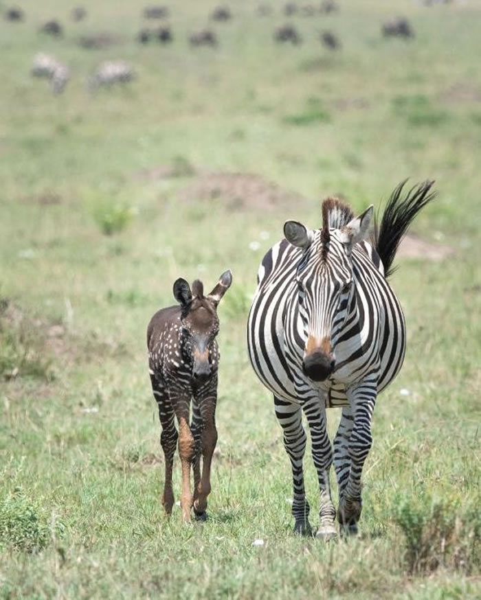 在最近的一张照片中，提拉和母亲一起走过肯尼亚的马赛马拉国家保护区。 PHOTOGRAPH BY FRANK LIU