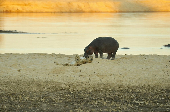 今年7月于卢安瓜河（Luangwa River）畔，一只斑鬣狗（spotted hyena）在一头河马旁露出肚皮。PHOTOGRAPH BY SHENTON S