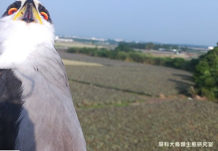 台湾屏科大鸟类生态研究室相机意外捕捉到黑翅鸢呆萌一面