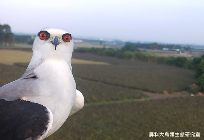 台湾屏科大鸟类生态研究室相机意外捕捉到黑翅鸢呆萌一面